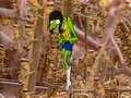 play video on Adult Swim